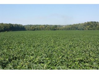 Property photo 3 - 130 Acres with 110 Acres Very Productive Land